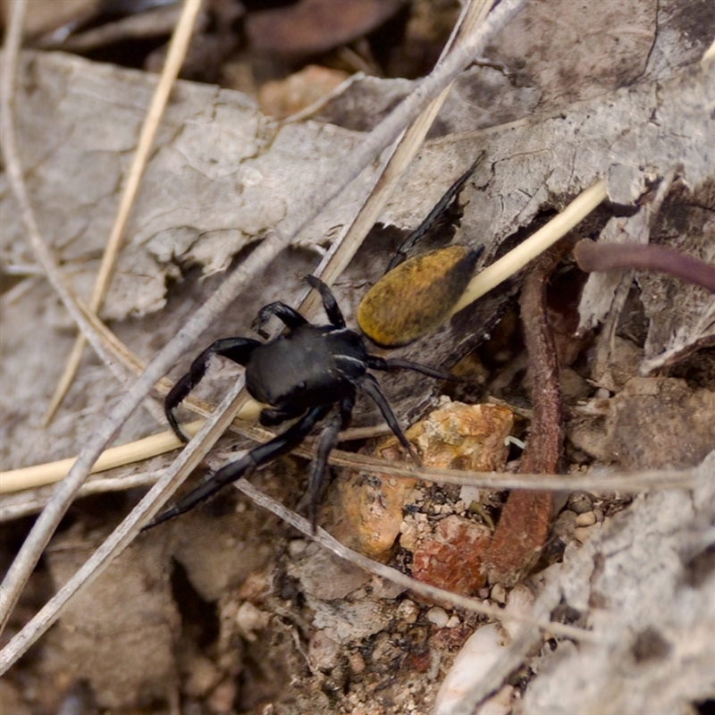 Pungalina sp. (genus)