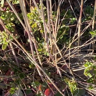 Deyeuxia carinata
