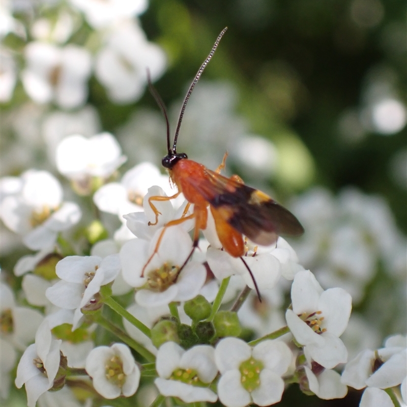 Agathidinae sp. (subfamily)