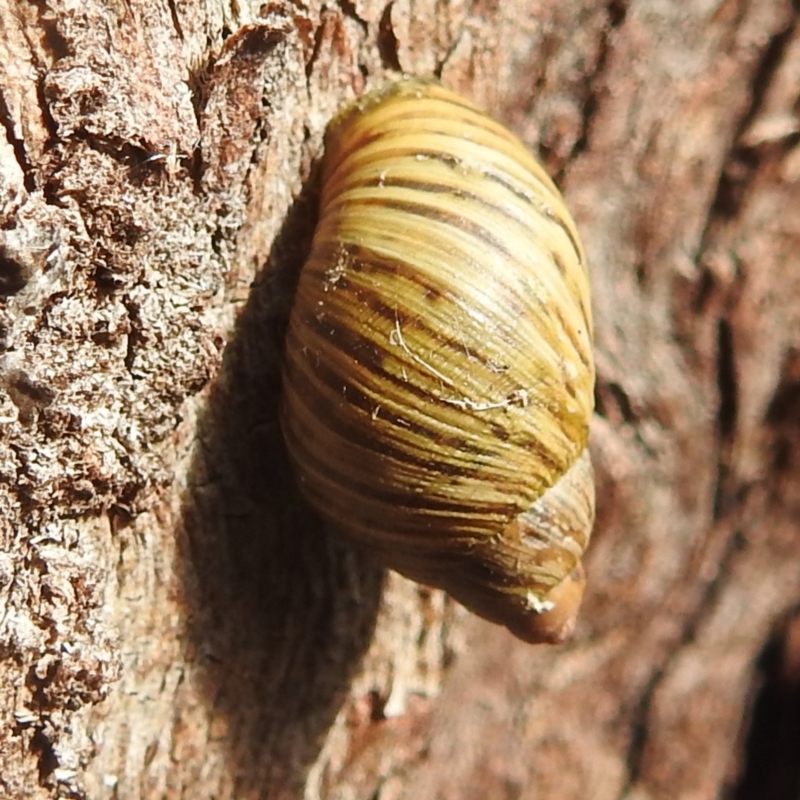 Bothriembryon tasmanicus