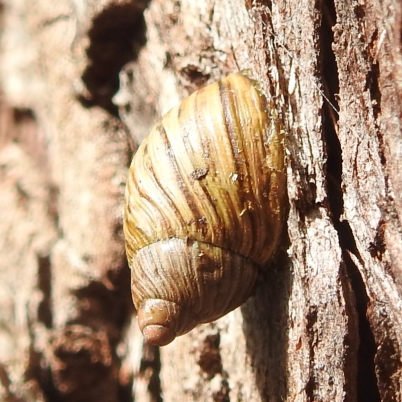 Bothriembryon tasmanicus