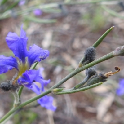 Dampiera lanceolata