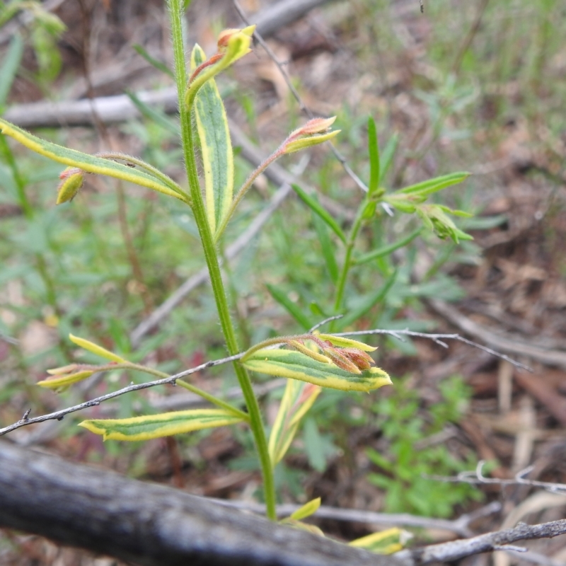 Phebalium obcordatum