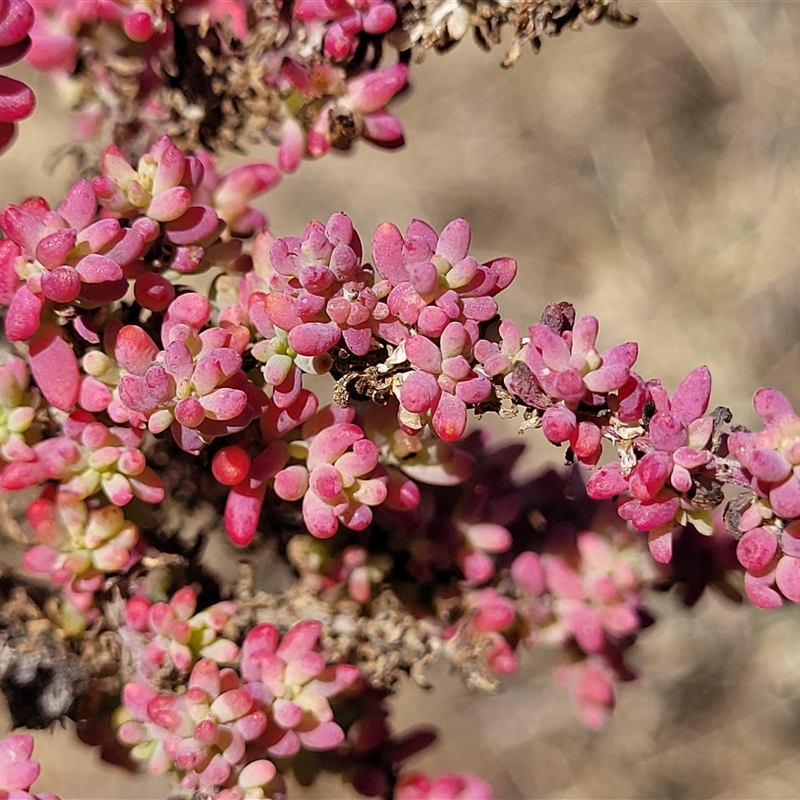 Maireana brevifolia