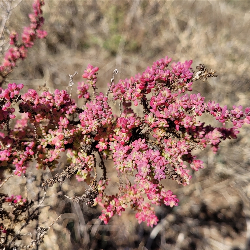 Maireana brevifolia