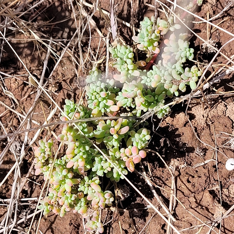 Maireana brevifolia