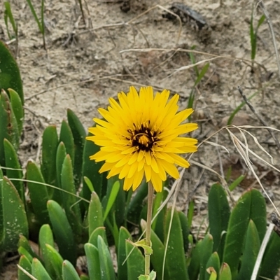 Reichardia tingitana