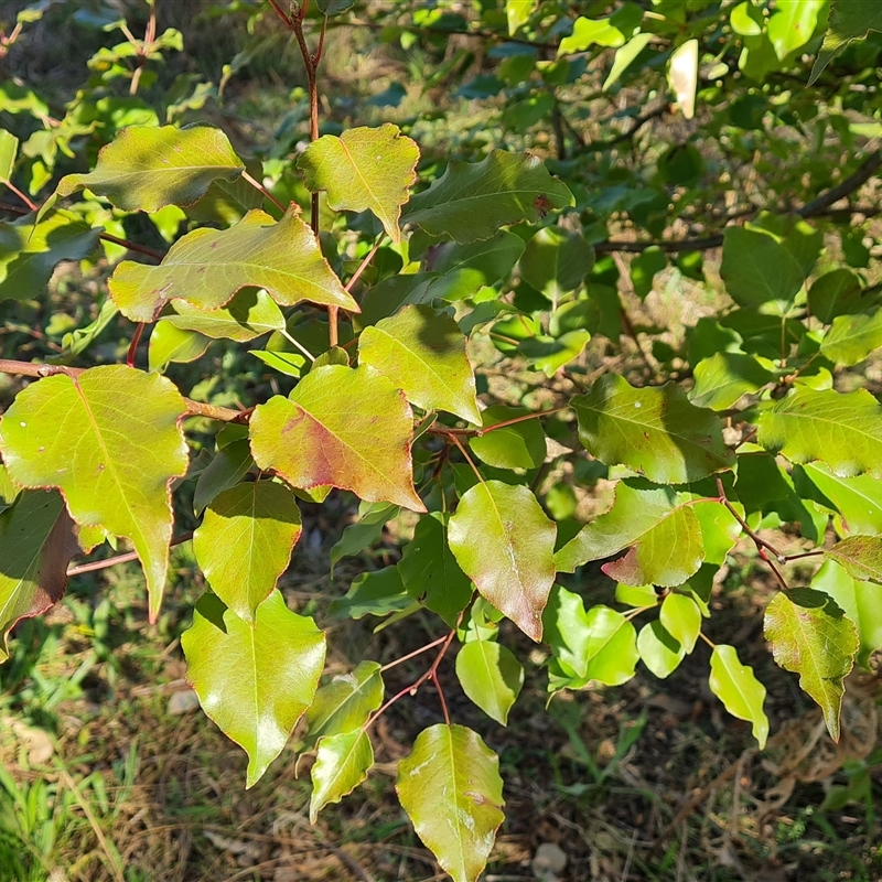 Pyrus calleryana