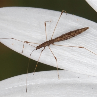 Chinoneides tasmaniensis