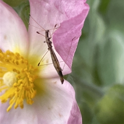 Chinoneides tasmaniensis