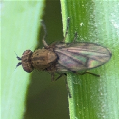 Notiphila (Notiphila) fuscimana