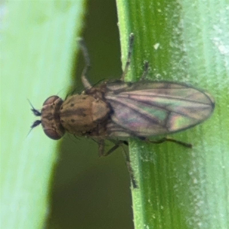 Notiphila (Notiphila) fuscimana