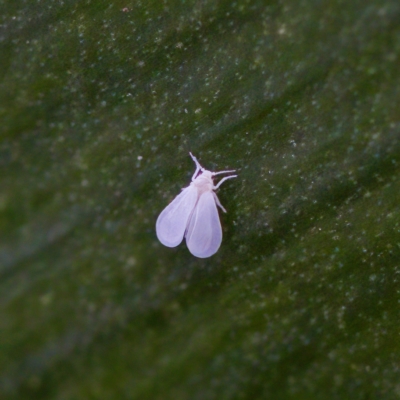 Siphoninus phillyreae