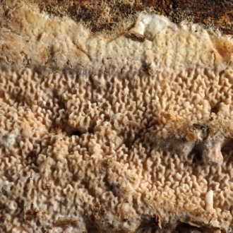 Ceraceomyces eludens