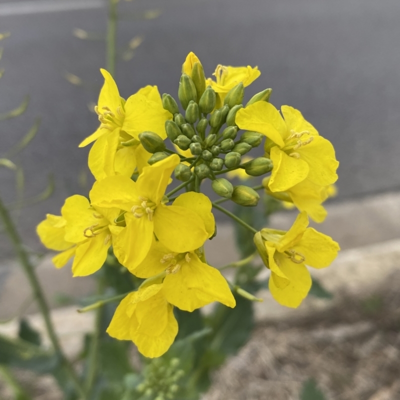 Brassica rapa