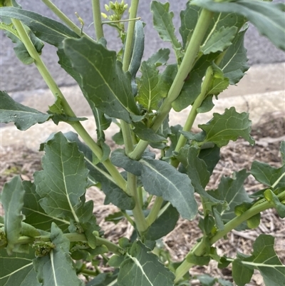 Brassica rapa