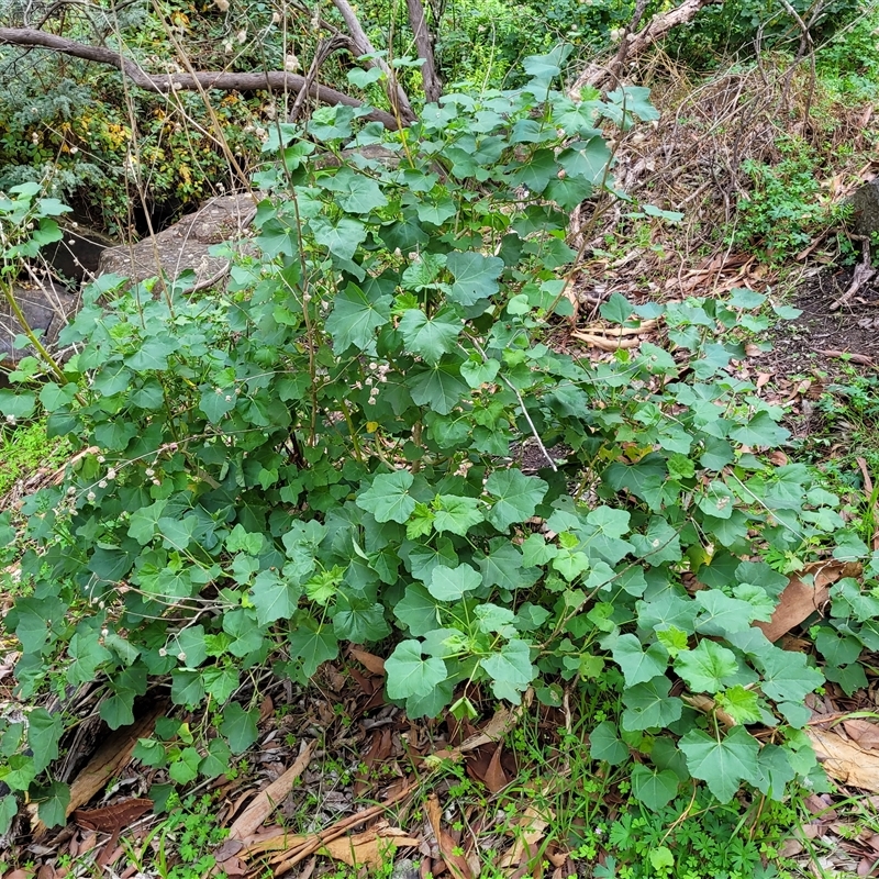 Malva weinmanniana