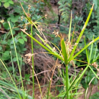 Cyperus vaginatus