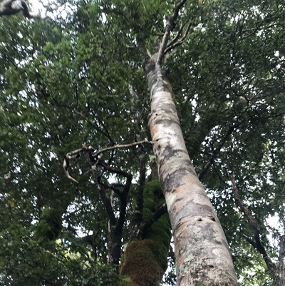 Nothofagus cunninghamii