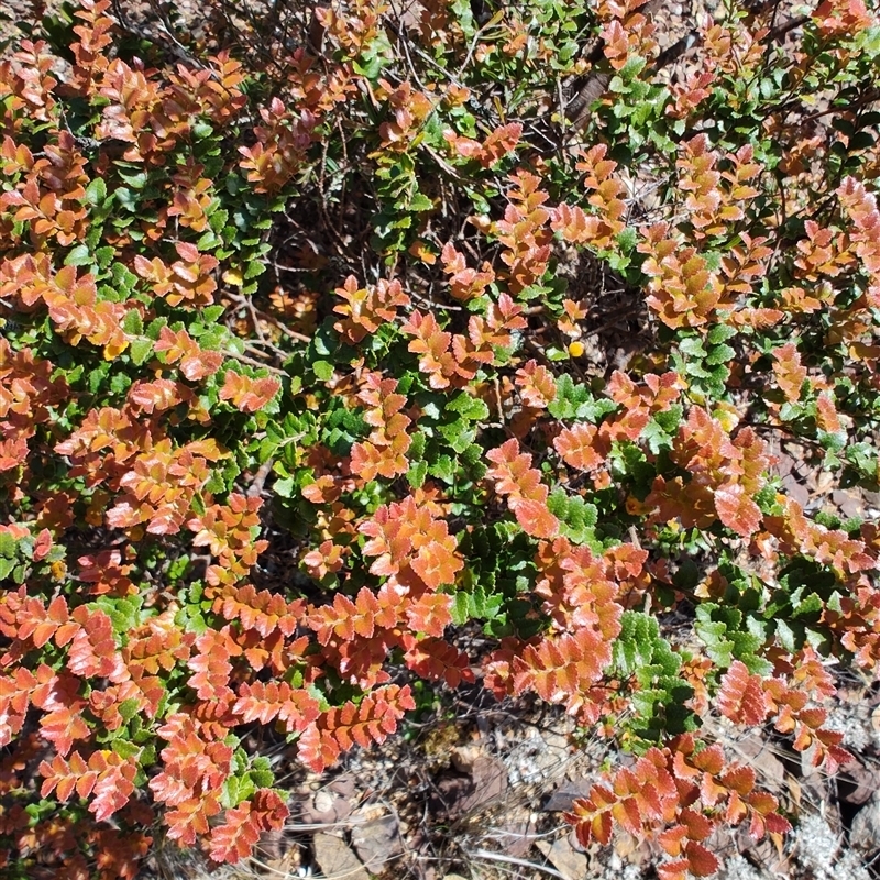 Nothofagus cunninghamii