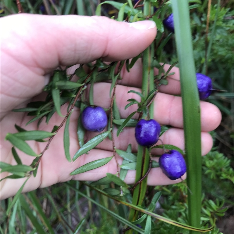 Billardiera longiflora