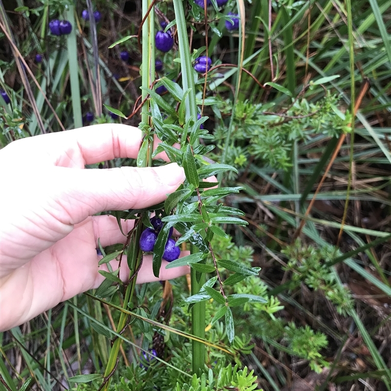 Billardiera longiflora