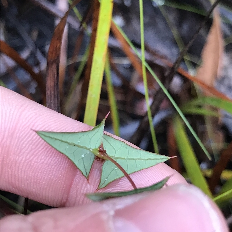 Platylobium triangulare