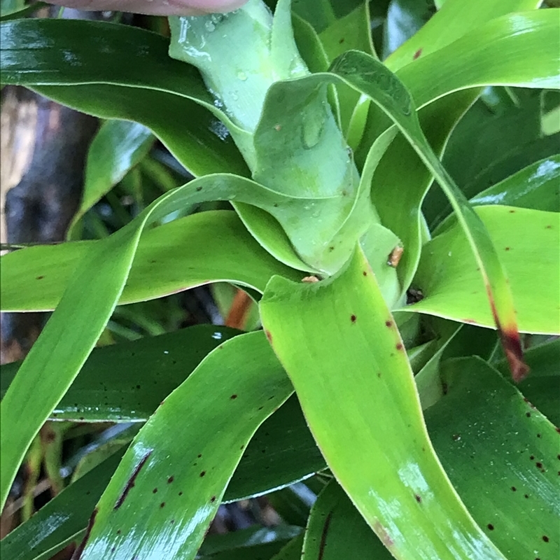 Richea dracophylla