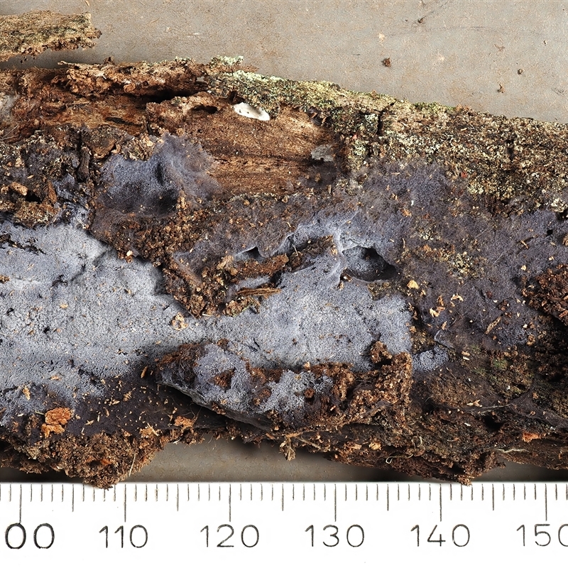 Pseudotomentella larsenii