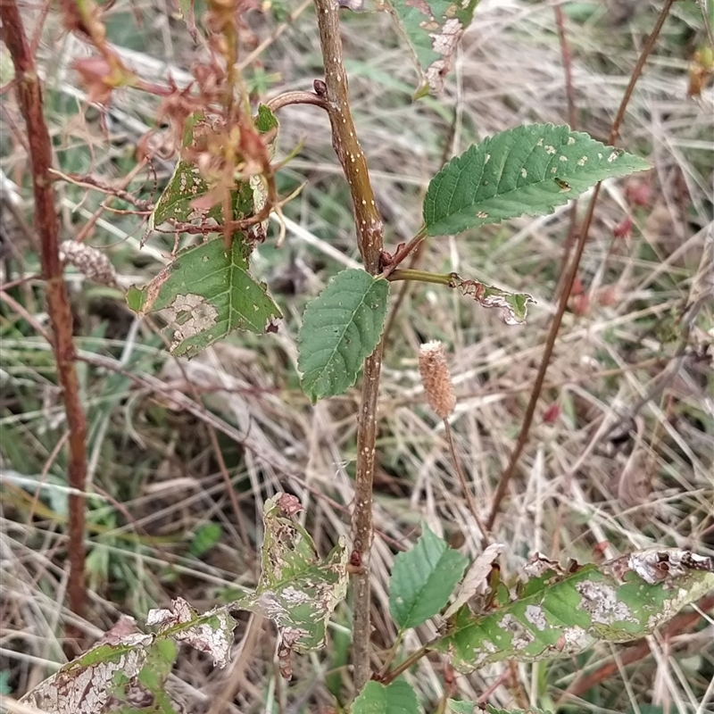 Prunus avium