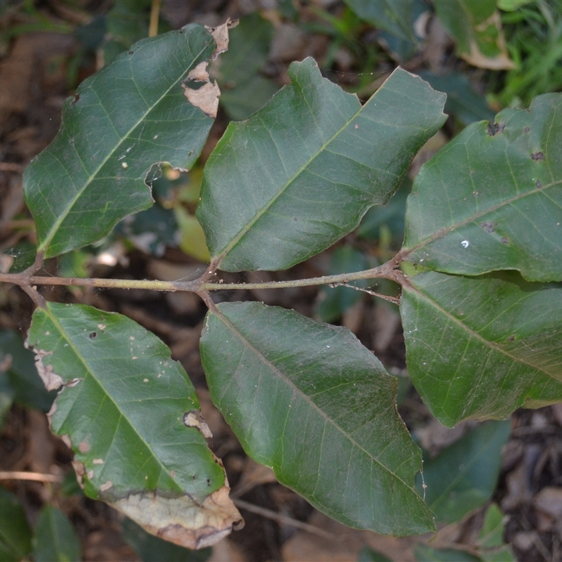 Backhousia leptopetala