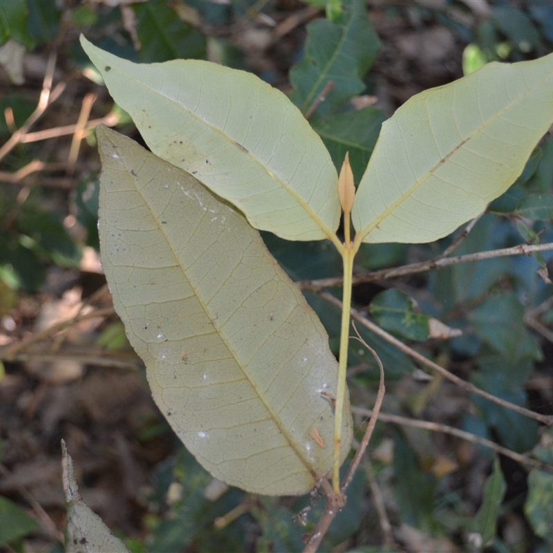 Backhousia leptopetala