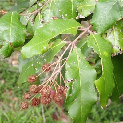 Backhousia leptopetala