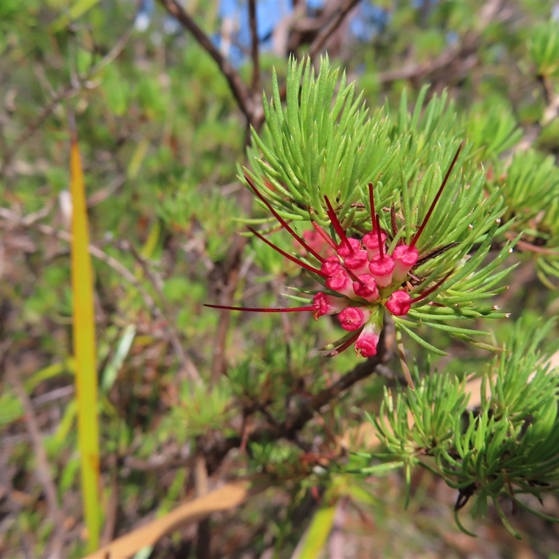 Darwinia fascicularis