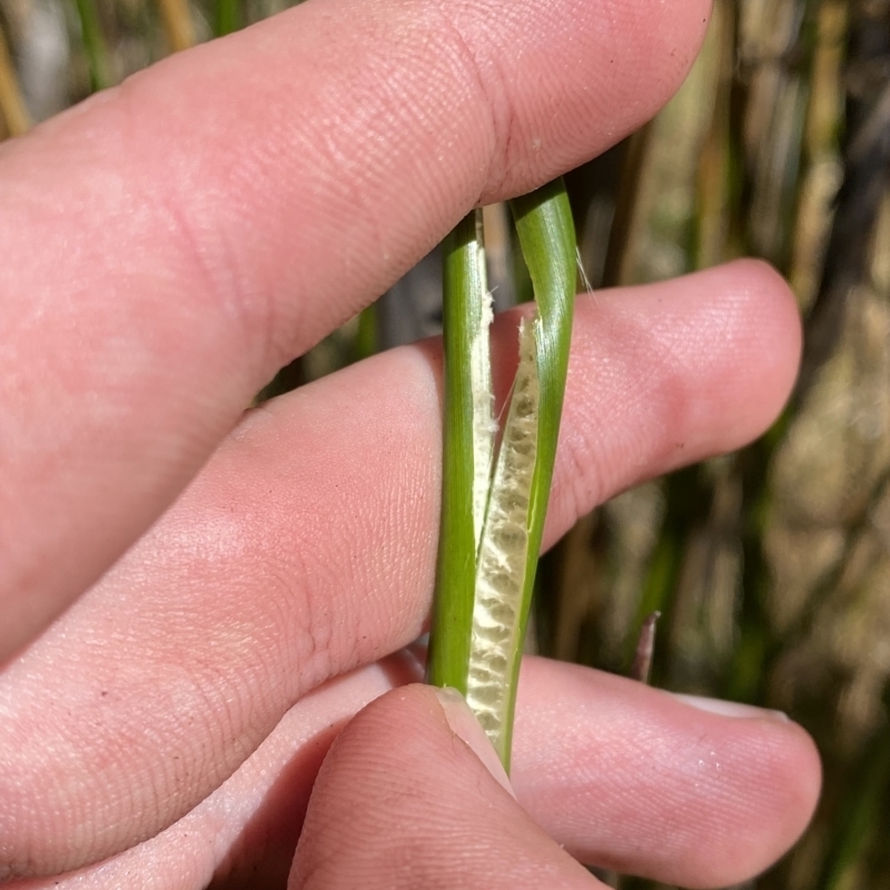 Juncus brevibracteus