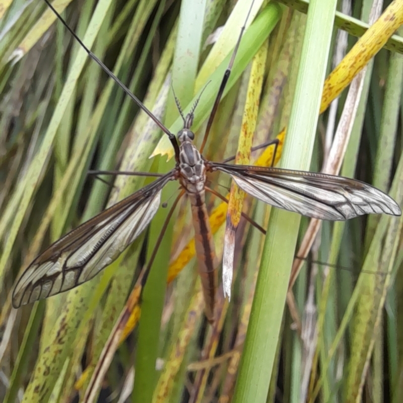 Ptilogyna (Plusiomyia) gracilis