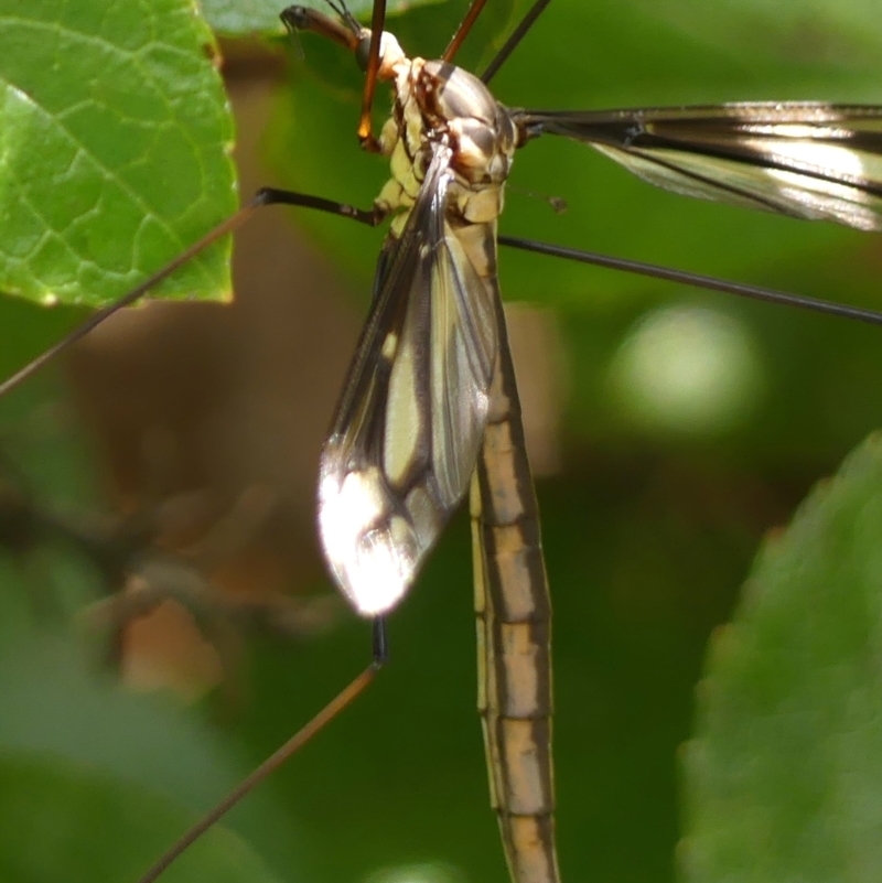 Ptilogyna (Plusiomyia) gracilis