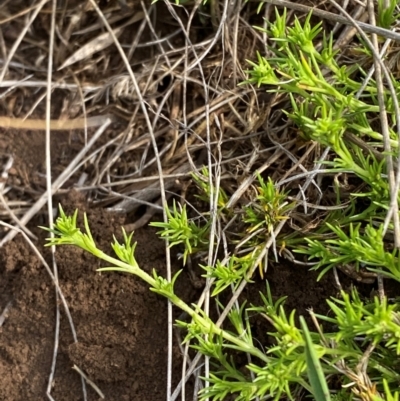 Scleranthus brockiei