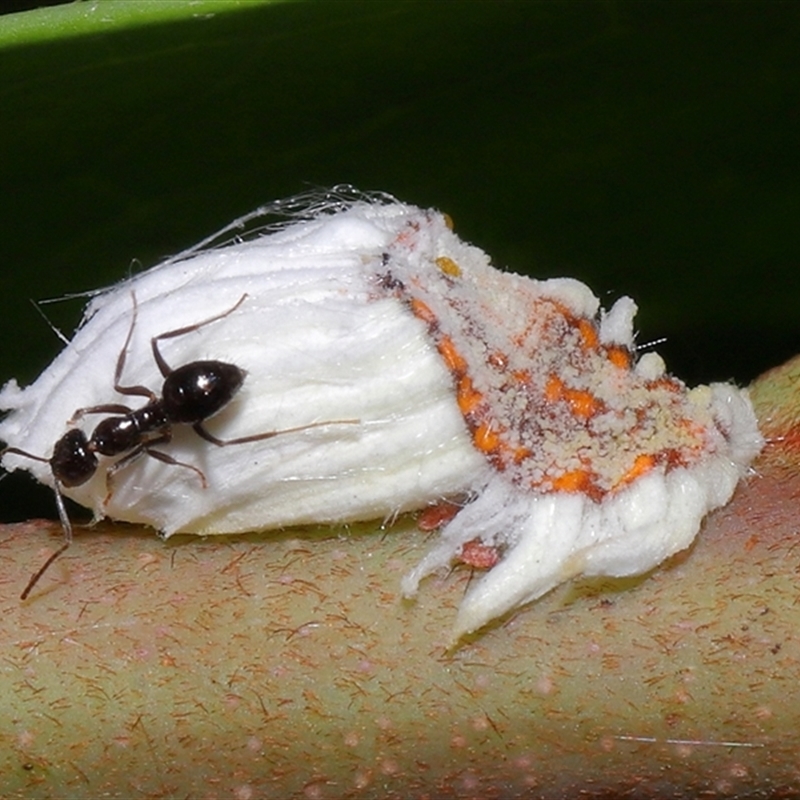 Icerya sp. (genus)