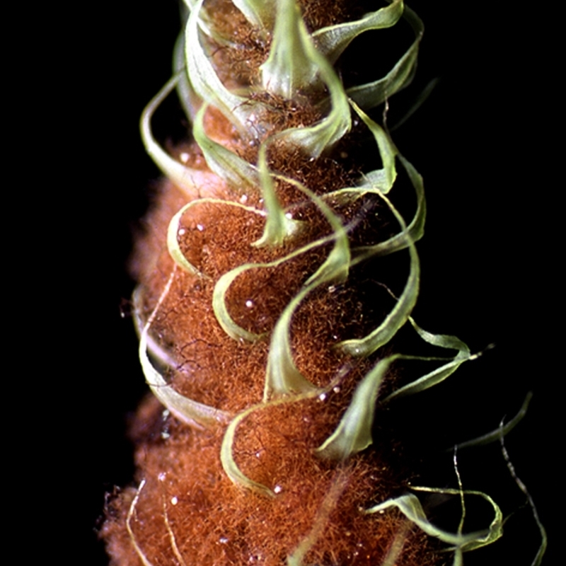 Breutelia pendula