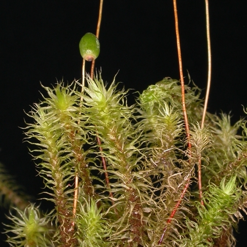 Breutelia pendula