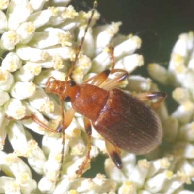 Lepturidea rubra