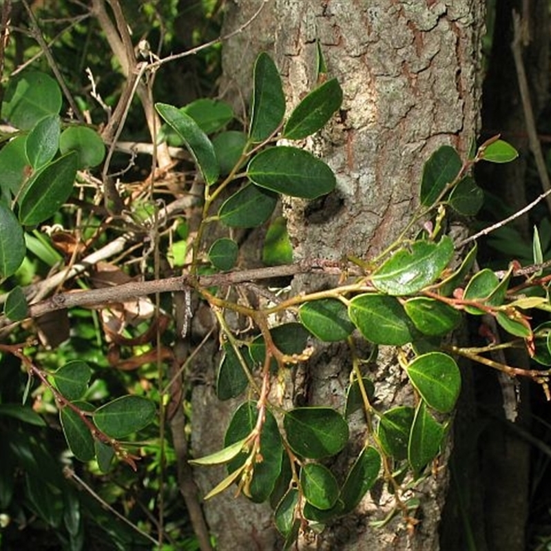 Breynia oblongifolia