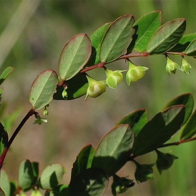 Breynia oblongifolia