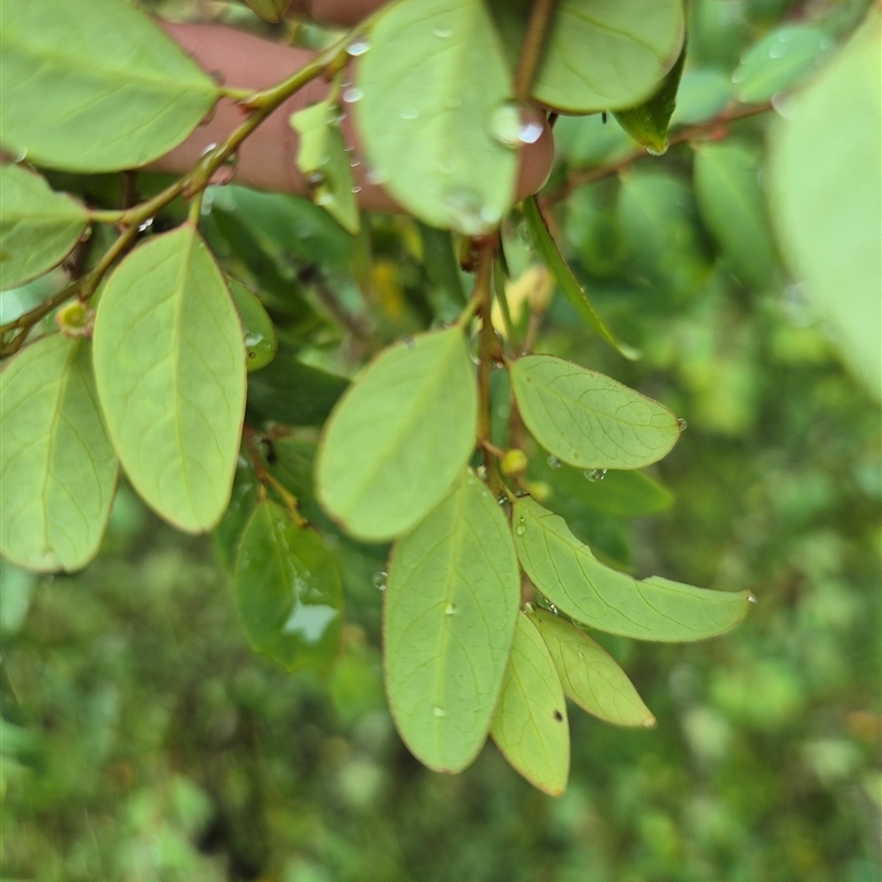 Breynia oblongifolia