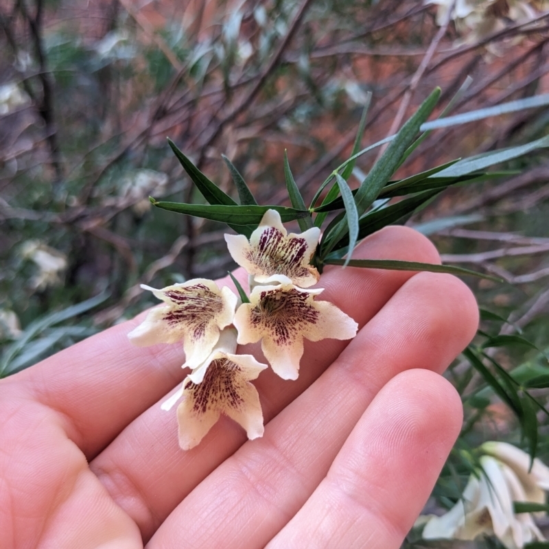 Pandorea doratoxylon