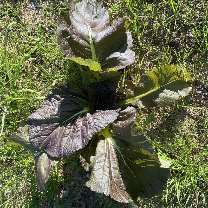 Brassica X juncea