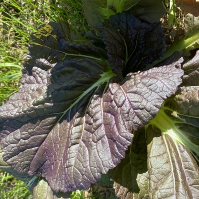 Brassica juncea subsp. integrifolia