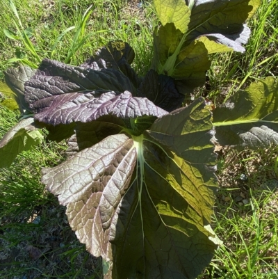 Brassica juncea subsp. integrifolia