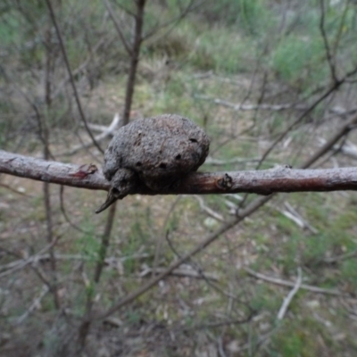 Unidentified gall of Acacia sp.